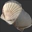 Sea Shells set