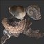 Sea Shells set