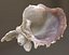 Sea Shells set