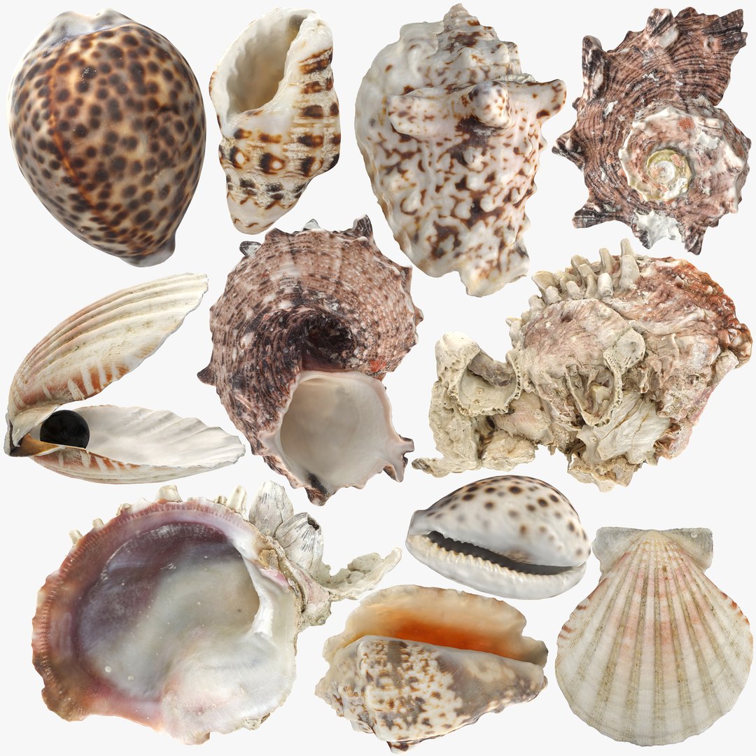 3D Model Sea Shells Set - TurboSquid 1959830