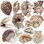 Sea Shells set