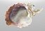 Sea Shells set