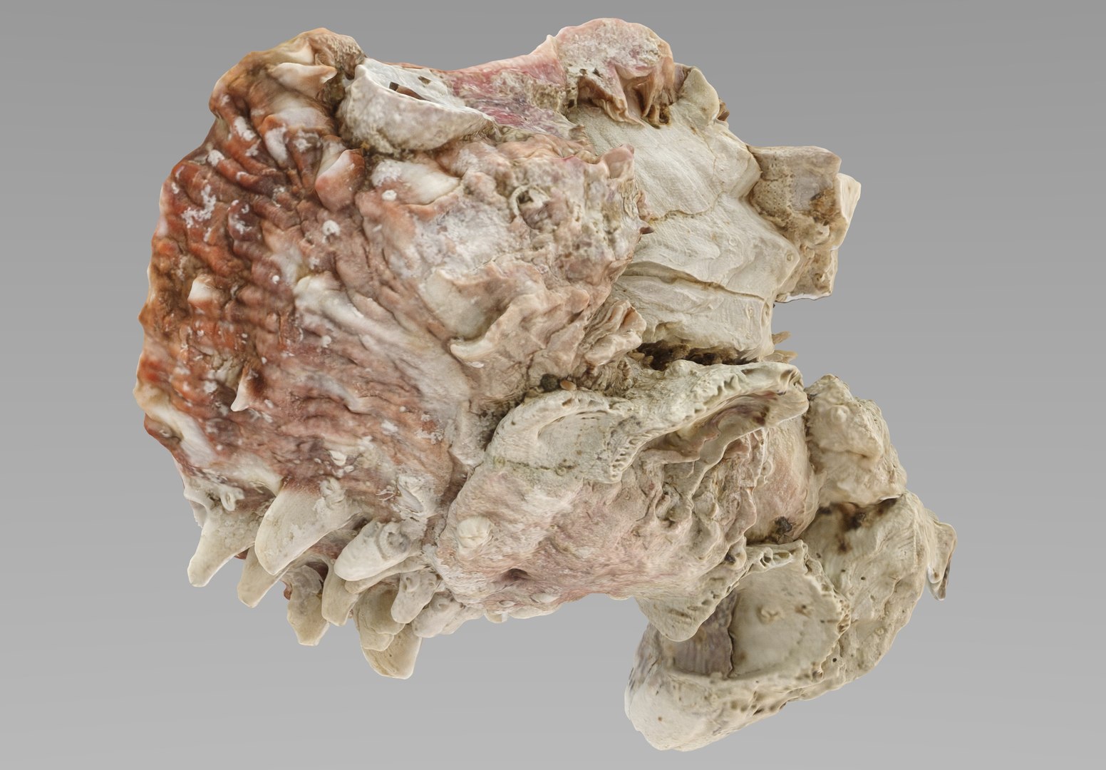 3D model Sea Shells set https://p.turbosquid.com/ts-thumb/2M/7fNjyT/tC/shell.188/jpg/1663356030/1920x1080/fit_q87/32db3e14e65d0dd33b02f91d6620b13a41917e1a/shell.188.jpg