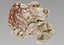 Sea Shells set