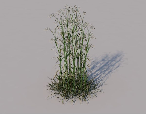 Soft brome 3D model - TurboSquid 1457416