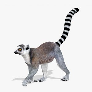 Ring-tailed lemur 3D model