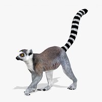 Ring-tailed lemur
