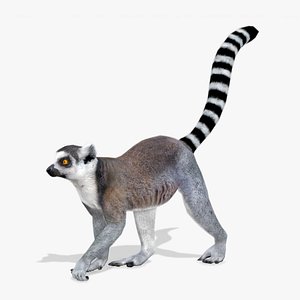 Ring-tailed lemur