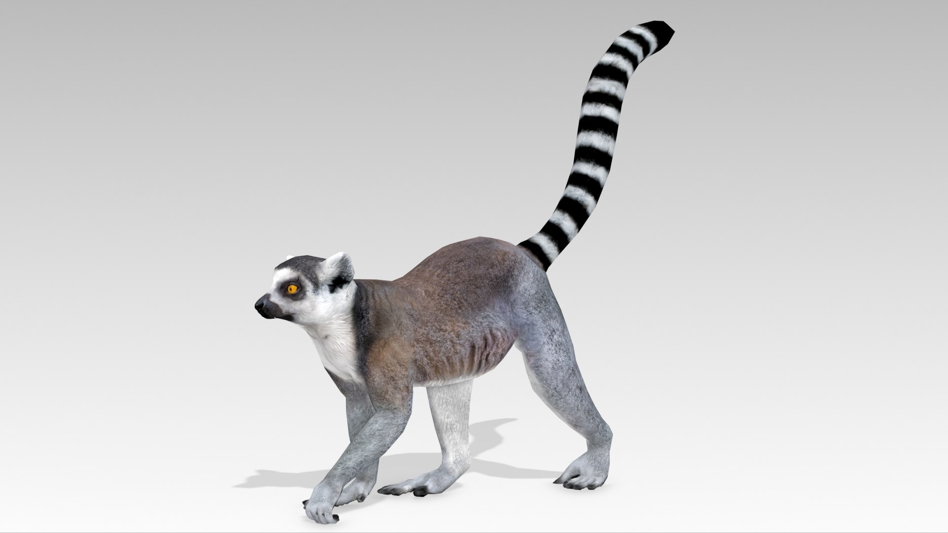 Ring-tailed Lemur 3D Model - TurboSquid 2063611