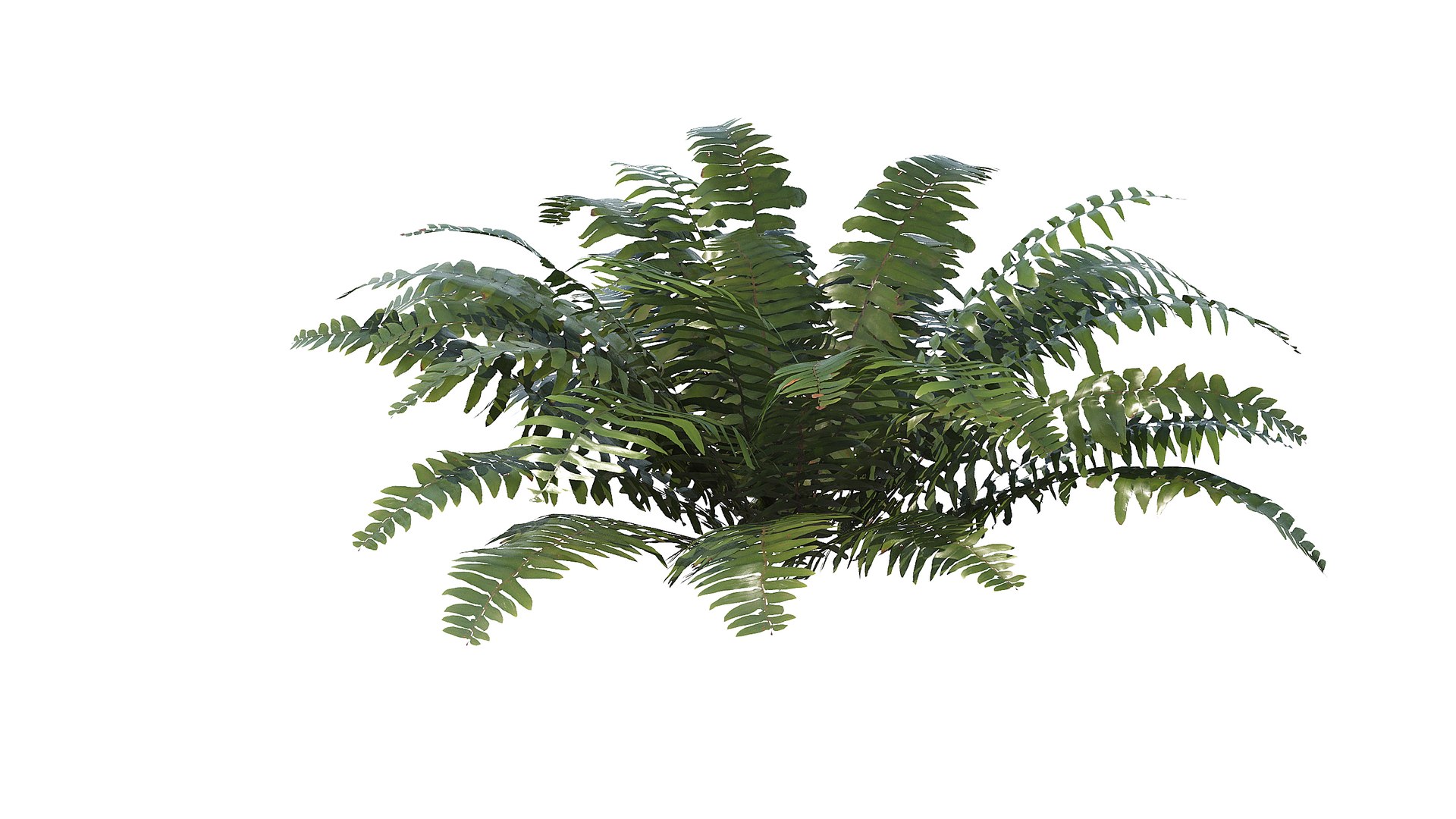 Sword Fern 08 3D model https://p.turbosquid.com/ts-thumb/2M/NijfSq/4L/a_0006/jpg/1748941646/1920x1080/fit_q87/1d08443da053ff379d49b93d5e43f7b7156934d7/a_0006.jpg