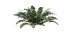 Sword Fern 08