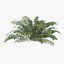 Sword Fern 08