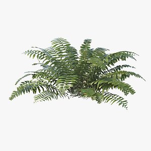 Sword Fern 08