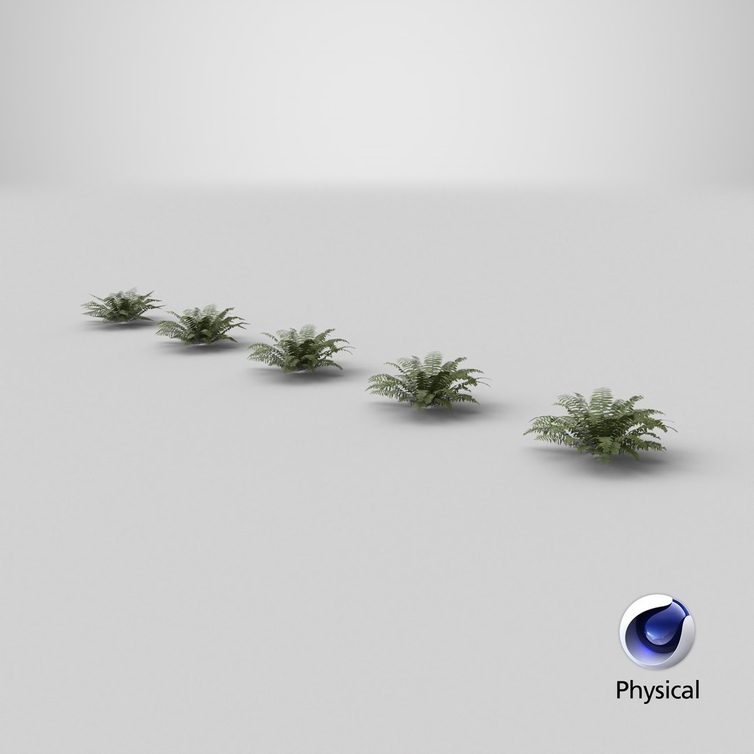 Sword Fern 08 3D model https://p.turbosquid.com/ts-thumb/2M/NijfSq/7d/stemcell_cinema_4d_physical_render/png/1748958949/1920x1080/fit_q87/806b22323e54114325ce7b08217da3915a1d85e6/stemcell_cinema_4d_physical_render.jpg