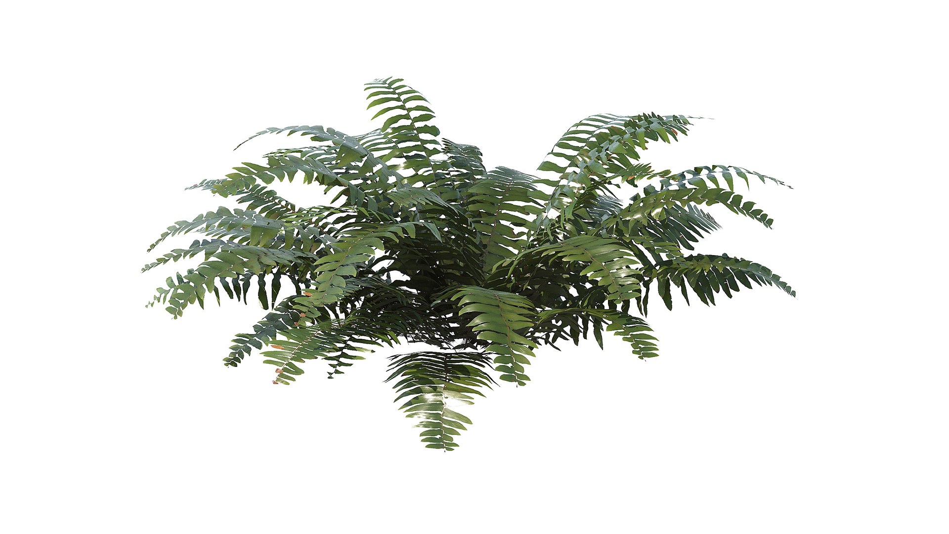 Sword Fern 08 3D model https://p.turbosquid.com/ts-thumb/2M/NijfSq/DV/a_0012/jpg/1748941639/1920x1080/fit_q87/c790684bd55a1f355cf6b89c95bf743c2147a8b4/a_0012.jpg