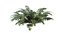 Sword Fern 08