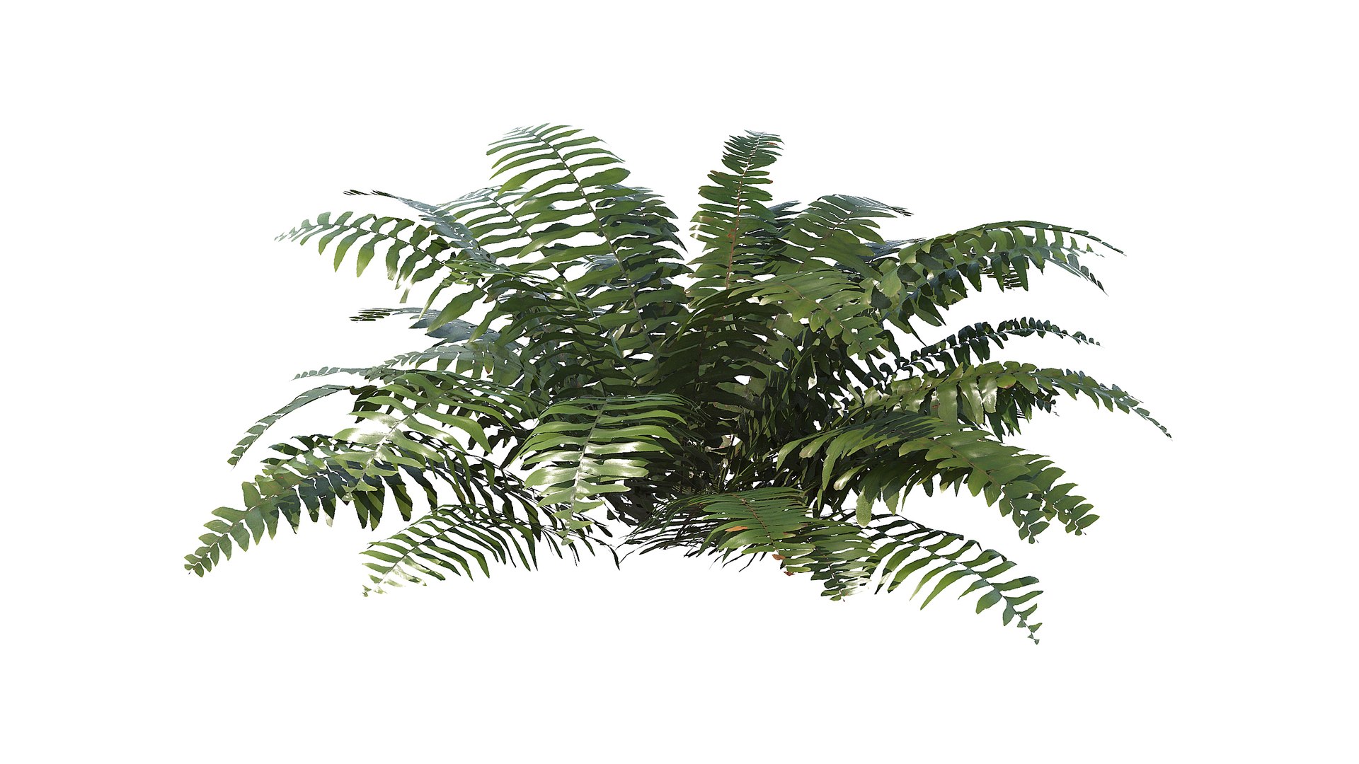 3D Sword Fern Bundle model https://p.turbosquid.com/ts-thumb/2M/NijfSq/Fc/a_0000/jpg/1788783854/1920x1080/fit_q87/3326c657a258dfa6af43f1a5545b662d086a9cab/a_0000.jpg
