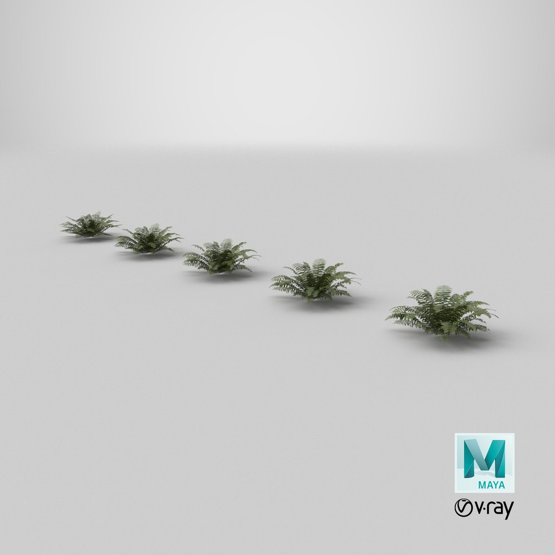 Sword Fern 08 3D model https://p.turbosquid.com/ts-thumb/2M/NijfSq/Le/stemcell_maya_vray_render/png/1748958946/1920x1080/fit_q87/32e8e795d8dd7aca72ecb73dd8ec9c44114ef412/stemcell_maya_vray_render.jpg