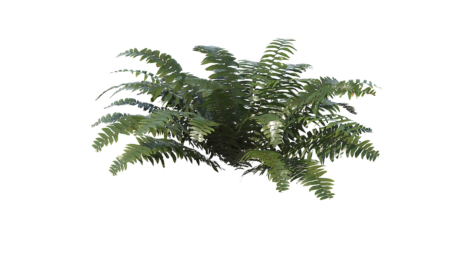 Sword Fern 08 3D model https://p.turbosquid.com/ts-thumb/2M/NijfSq/UH/a_0009/jpg/1748941646/1920x1080/fit_q87/aeedf186a6c53cd5d47df390035adc1e15521bc1/a_0009.jpg