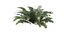 Sword Fern 08