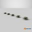Sword Fern 08