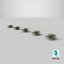 Sword Fern 08