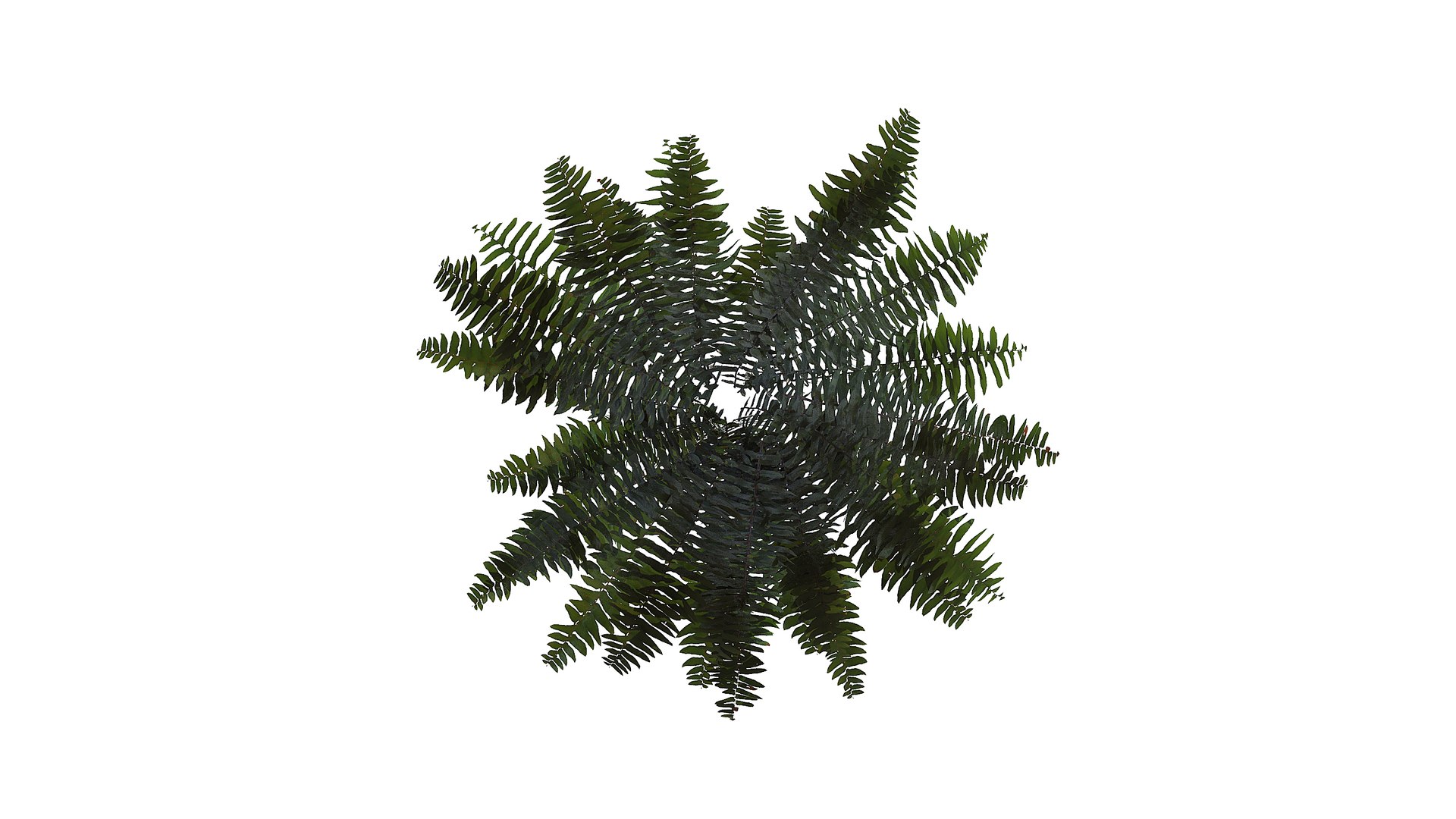Sword Fern 08 3D model https://p.turbosquid.com/ts-thumb/2M/NijfSq/ff/a2_020000/jpg/1748941641/1920x1080/fit_q87/2901fa382a5666b86b61888b541f8cac4931b429/a2_020000.jpg