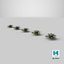 Sword Fern 08