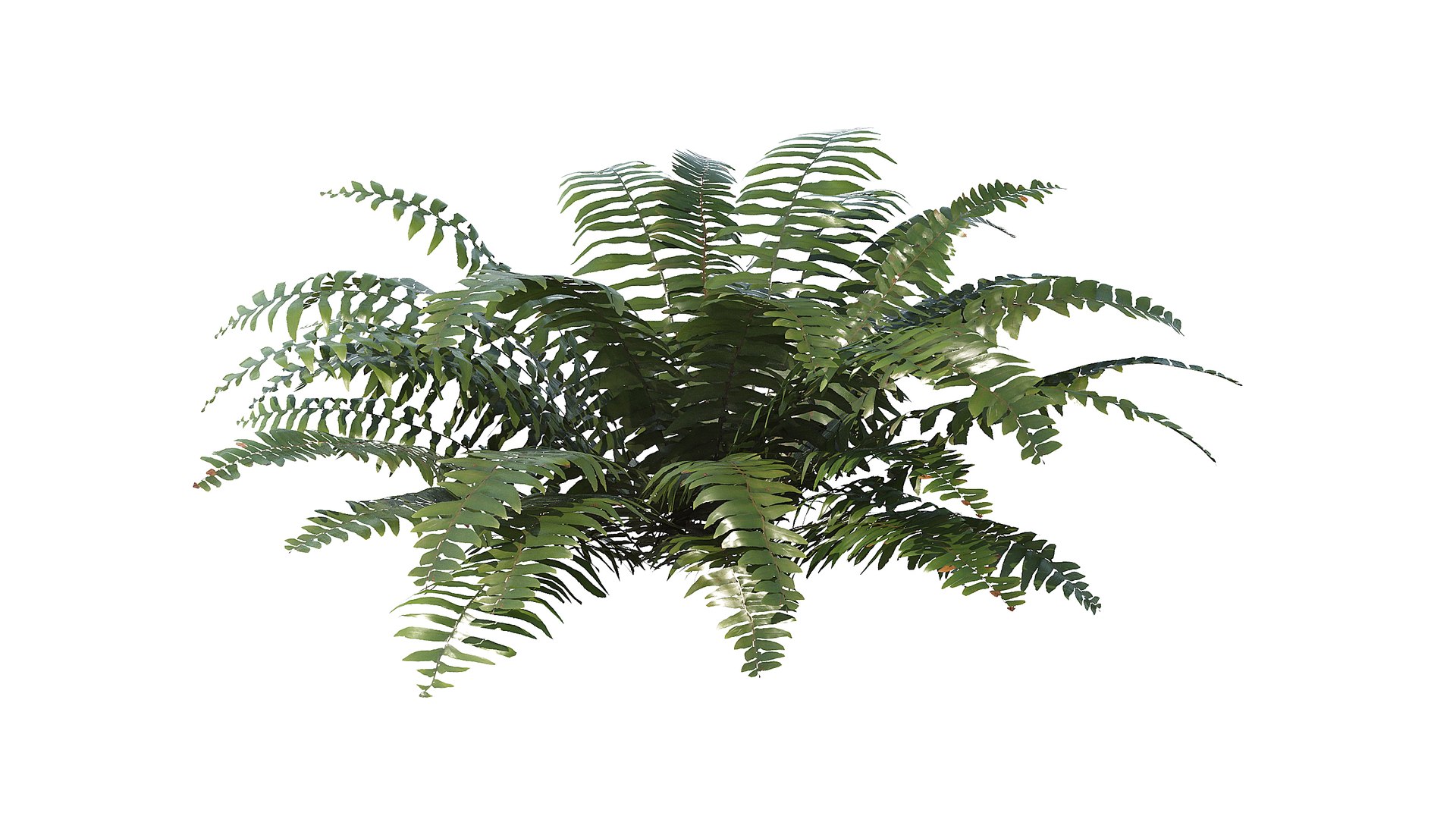 Sword Fern 08 3D model https://p.turbosquid.com/ts-thumb/2M/NijfSq/mQ/a_0015/jpg/1748941642/1920x1080/fit_q87/9b2e335ffb27a4e67c67200c2468e1e087cd6dc7/a_0015.jpg