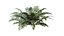 Sword Fern 08