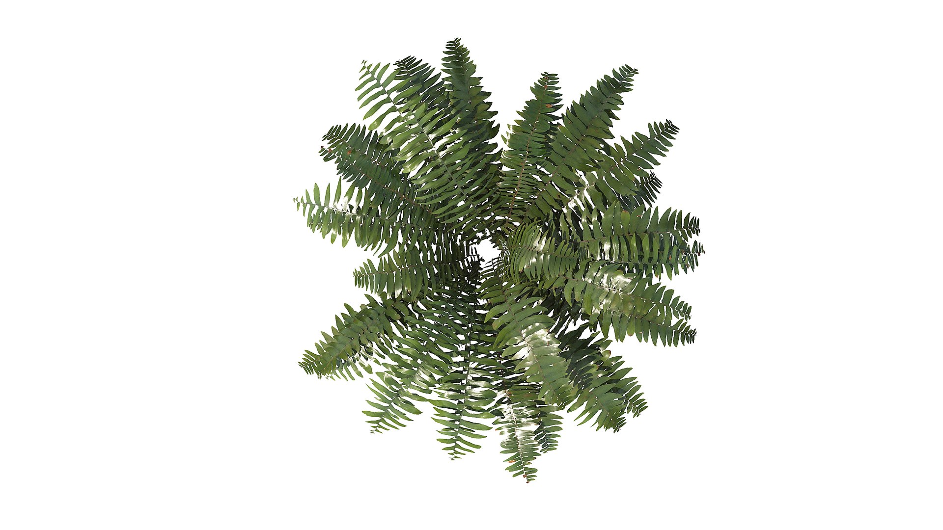 Sword Fern 08 3D model https://p.turbosquid.com/ts-thumb/2M/NijfSq/pF/a2_010000/jpg/1748941641/1920x1080/fit_q87/5c5729dcd272751570eef52da00501da1646f86d/a2_010000.jpg