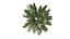 Sword Fern 08