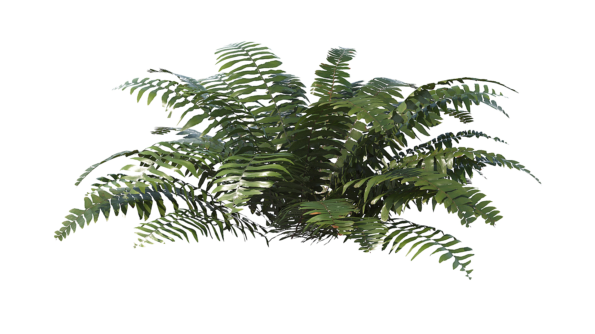 Sword Fern 08 3D model https://p.turbosquid.com/ts-thumb/2M/NijfSq/qC/t/jpg/1748941647/1920x1080/turn_fit_q99/9f86fd4def446a0076e7e3cfbc16019b3a8baea7/t-1.jpg