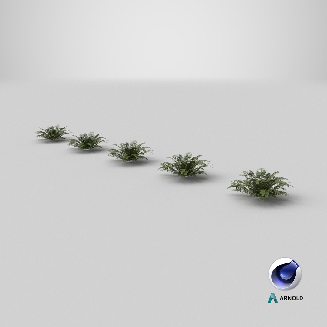 Sword Fern 08 3D model https://p.turbosquid.com/ts-thumb/2M/NijfSq/rQ/stemcell_cinema_4d_arnold_render/png/1748958947/1920x1080/fit_q87/77987d5cf084efd2a8a027a4430637d682f91d52/stemcell_cinema_4d_arnold_render.jpg