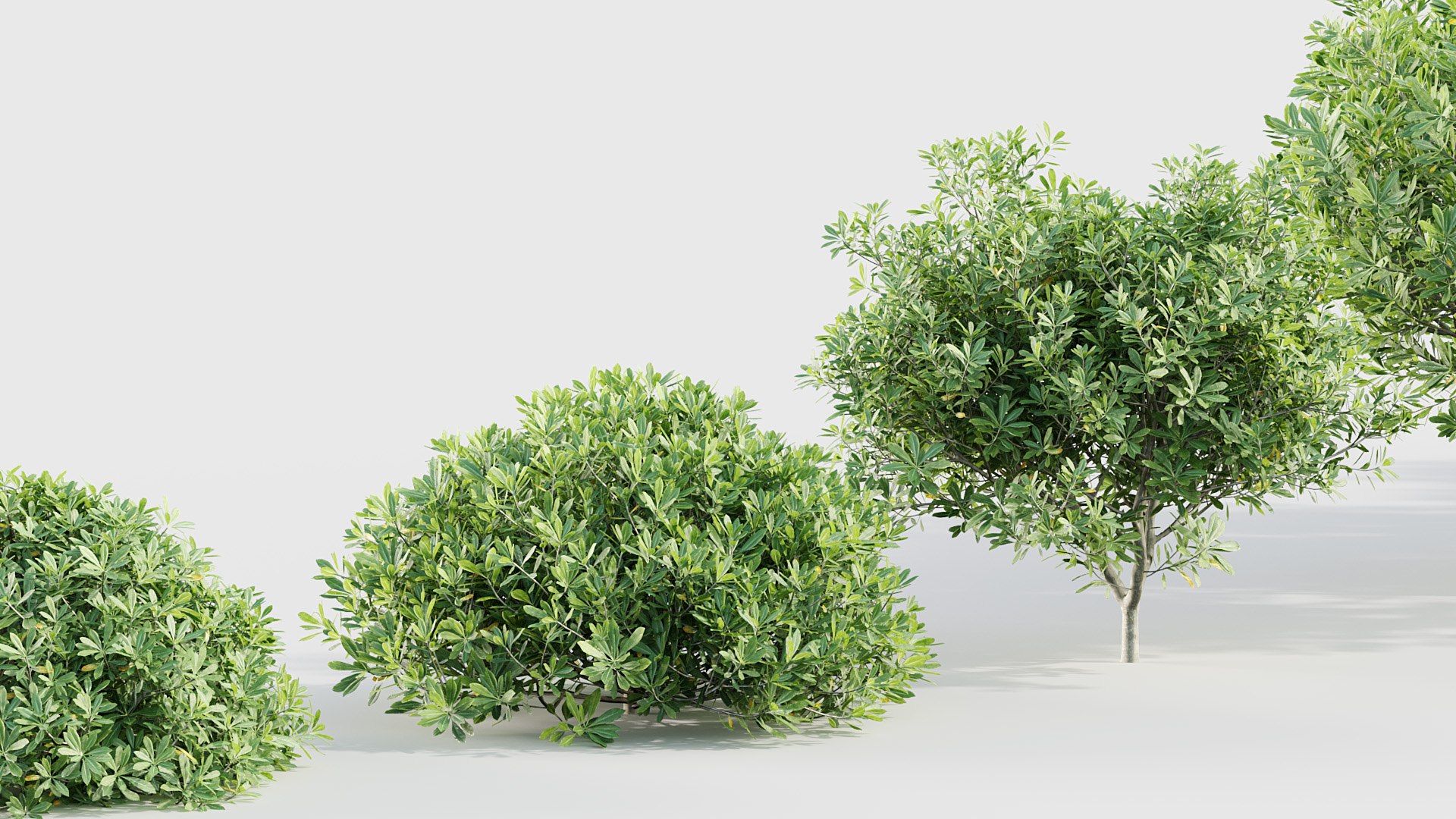 3D model Tropical Trees Collection 3D model https://p.turbosquid.com/ts-thumb/2M/Zav6IA/Li/bc_pm_p018_pittosporum_tobira_05/jpg/1783773160/1920x1080/fit_q87/343dcaed245347076d160ec08a53eb4e05f06f22/bc_pm_p018_pittosporum_tobira_05.jpg