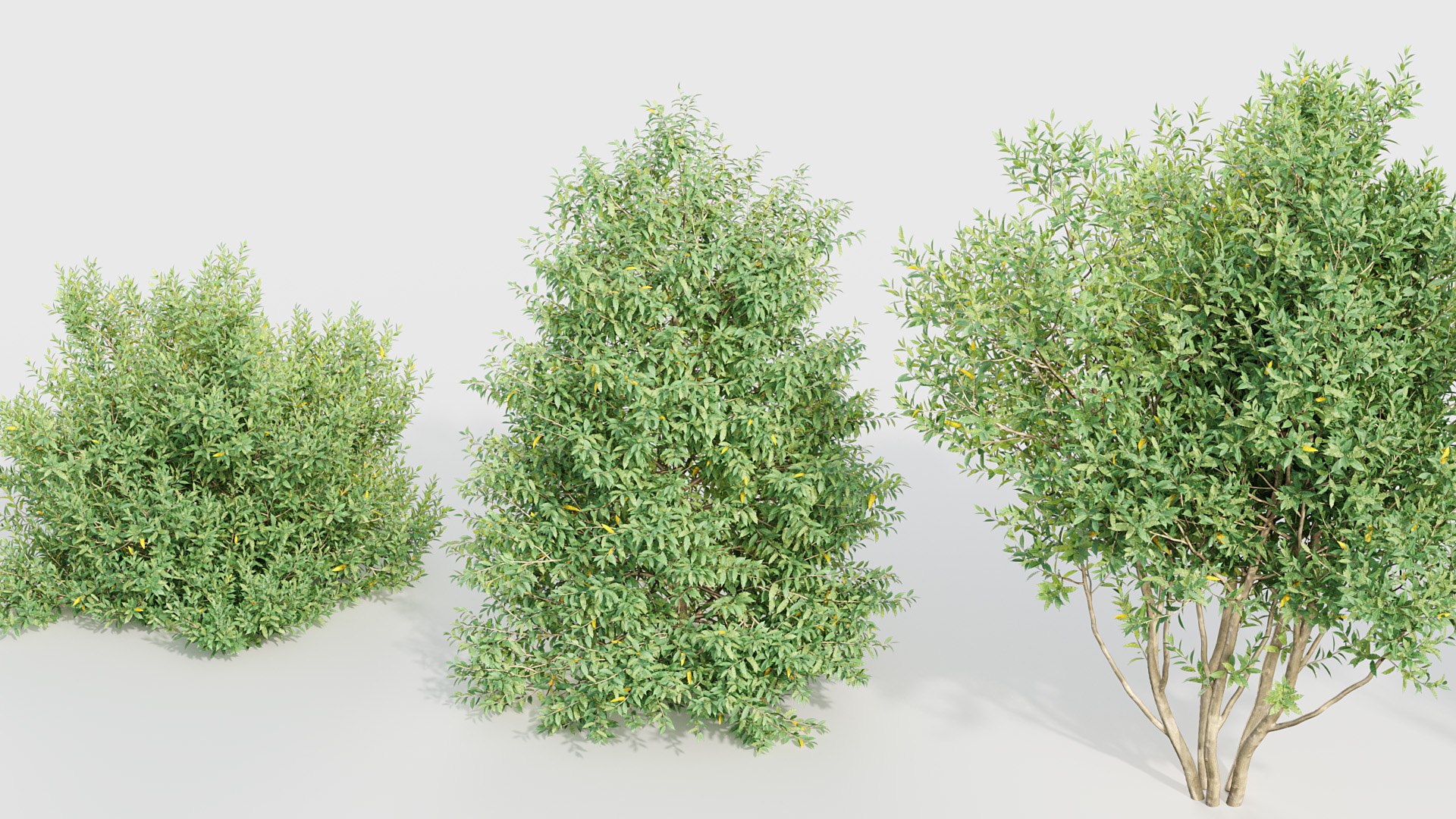 3D model Tropical Trees Collection 3D model https://p.turbosquid.com/ts-thumb/2M/Zav6IA/Rz/bc_pm_p018_prunus_lusitanica_05/jpg/1783773163/1920x1080/fit_q87/3fbaa8bb13147193b4a99f60cb1f81dfd1c56097/bc_pm_p018_prunus_lusitanica_05.jpg