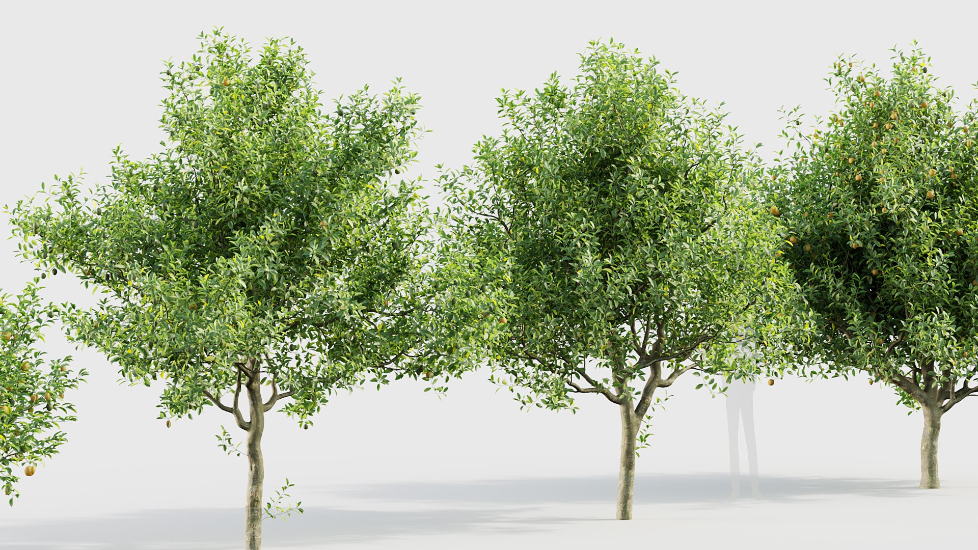 3D model Tropical Trees Collection 3D model https://p.turbosquid.com/ts-thumb/2M/Zav6IA/Ws/bc_pm_p018_citrus_limon_05/jpg/1783773154/1920x1080/fit_q87/5d5755eaa58e7b82b8f3a6f508ed8ad9e95f193e/bc_pm_p018_citrus_limon_05.jpg