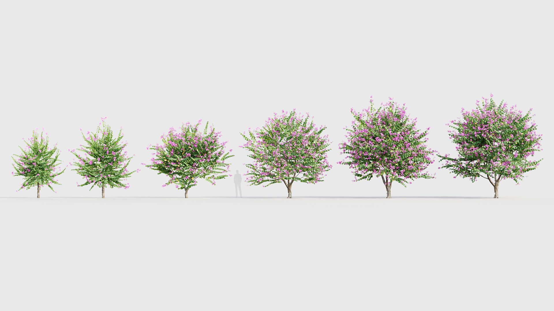 3D model Tropical Trees Collection 3D model https://p.turbosquid.com/ts-thumb/2M/Zav6IA/Z1/bc_pm_p018_bauhinia_purpurea_01/jpg/1783773135/1920x1080/fit_q87/c0dee2df51d1d22a4af695f56942ea989c206ac1/bc_pm_p018_bauhinia_purpurea_01.jpg