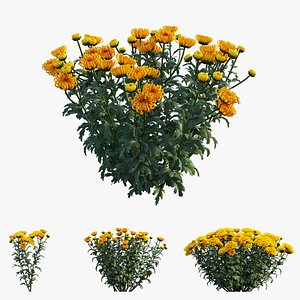 Chrysanthemum flower Plant set 03