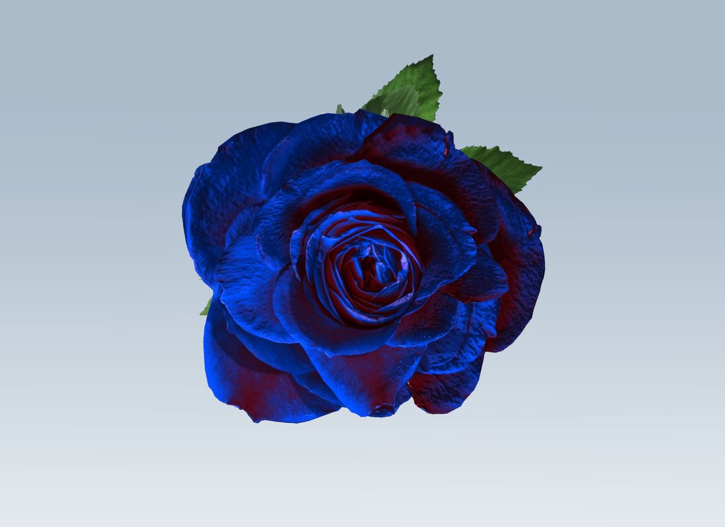 3D rose blue https://p.turbosquid.com/ts-thumb/2M/iUJbUl/5OctSNqg/7/jpg/1559643366/1920x1080/fit_q87/5bff1b62d50fe298dd1c1cde1fc668e1326a3071/7.jpg