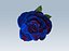 Rosa blu