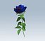 Rosa blu