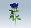 Rosa blu