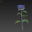 Rosa blu