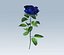 Rosa blu
