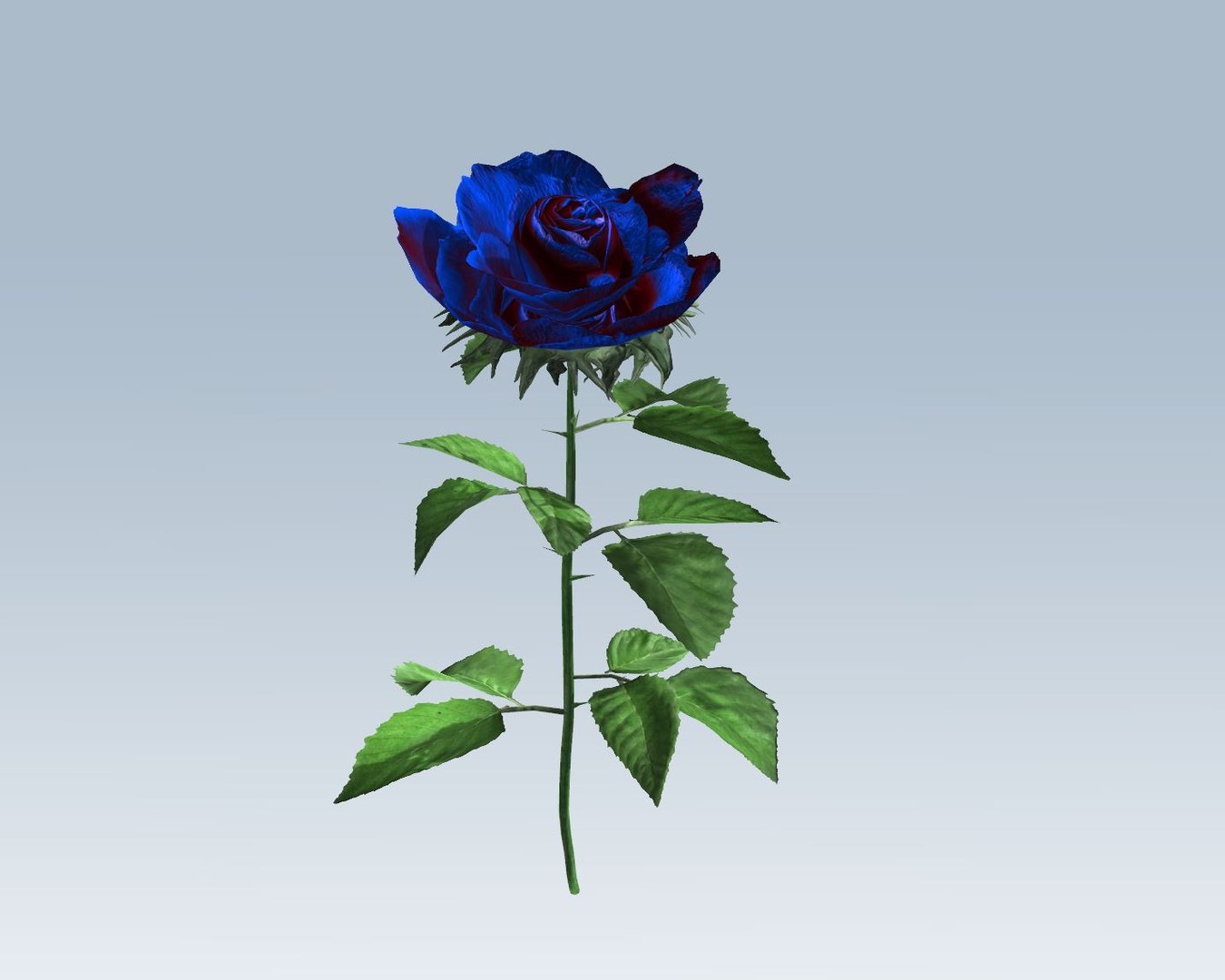 3D rose blue https://p.turbosquid.com/ts-thumb/2M/iUJbUl/UQtGhG19/1/jpg/1559643236/1920x1080/fit_q87/409f8b6225ef225701b3fad95f7c9053ef07e048/1.jpg