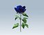 Rosa blu