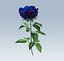Rosa blu