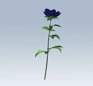 Rose blue