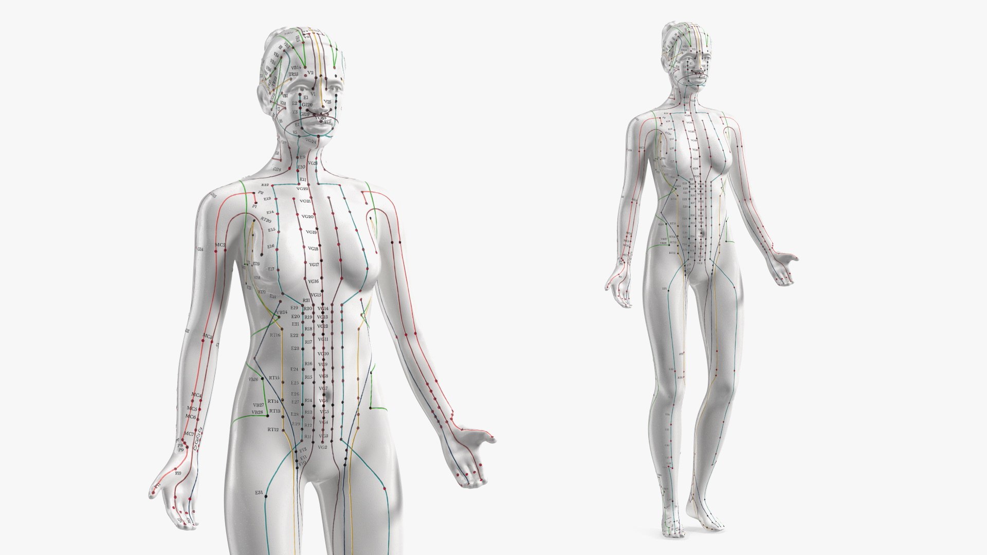 Female Acupuncture Mannequin 3D model preview